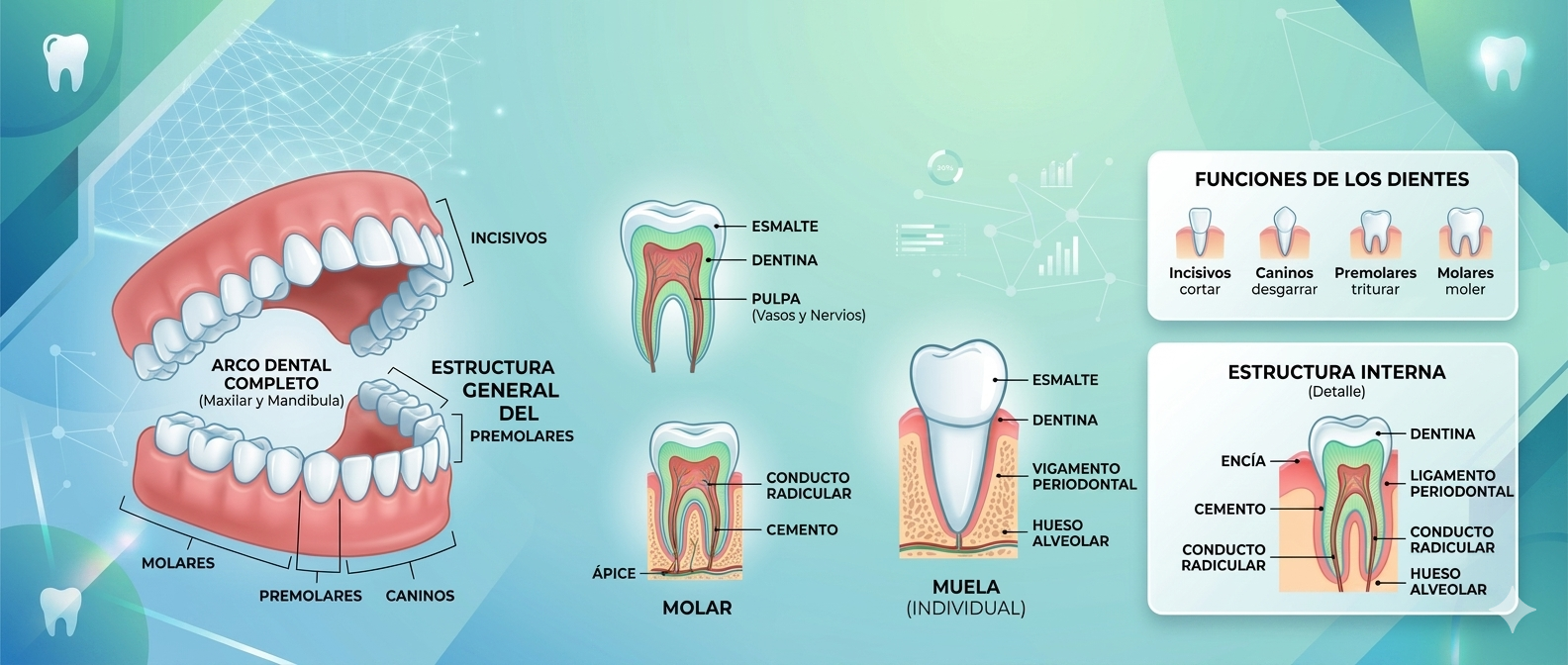 Anatomía Dental